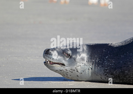 Seeleopard am Strand am Hals Saunders Island Stockfoto