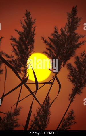 Schilf Phragmites Communis bei Sonnenuntergang North Norfolk Feuchtgebiete Stockfoto