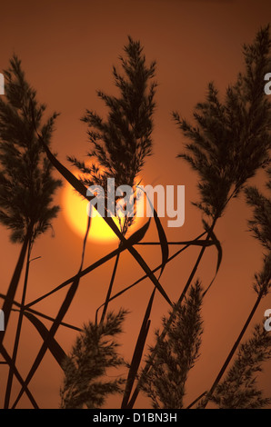 Schilf Phragmites Communis bei Sonnenuntergang North Norfolk Feuchtgebiete Stockfoto