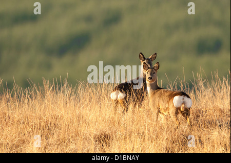 Zwei Rehe Doe Stand auf einem Hügel in Schottland. Stockfoto