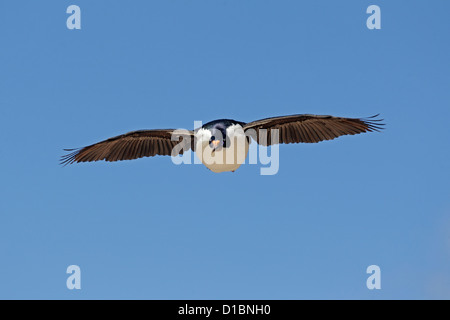 Imperial Kormoran im Flug o Stockfoto