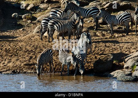 Ebenen Zebras (Equus Quagga) trinken aus den Mara River in der Masai Mara Reserve Kenia Afrika Stockfoto