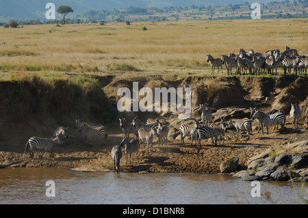 Ebenen Zebras (Equus Quagga) trinken aus den Mara River in der Masai Mara Reserve Kenia Afrika Stockfoto