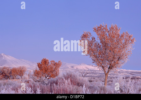 Raureif auf Pappeln in der Morgendämmerung, mit der Chupadera Berge, Bosque del Apache NWR, New Mexico, USA Stockfoto