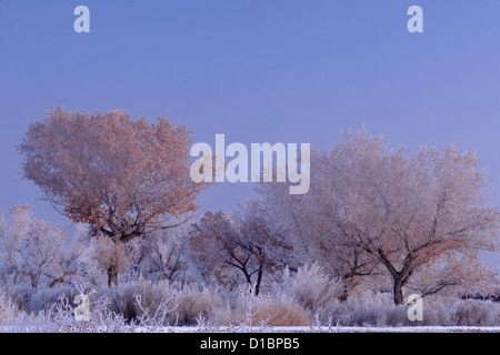 Raureif auf Pappeln in der Morgendämmerung, Bosque del Apache NWR, New Mexico, USA Stockfoto