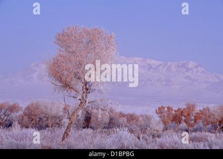 Raureif auf Pappeln in der Morgendämmerung, mit der Chupadera Berge, Bosque del Apache NWR, New Mexico, USA Stockfoto