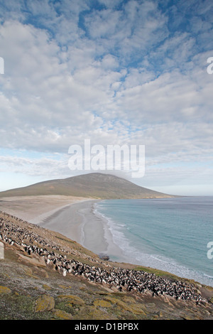 Rockhopper-Pinguin-Kolonie auf Saunders Island am Hals Stockfoto