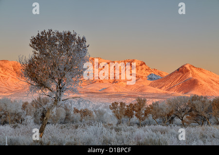 Raureif auf Pappeln in der Morgendämmerung, mit der Chupadera Berge, Bosque del Apache NWR, New Mexico, USA Stockfoto