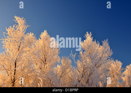 Raureif auf Pappeln, Bosque del Apache NWR, New Mexico, USA Stockfoto