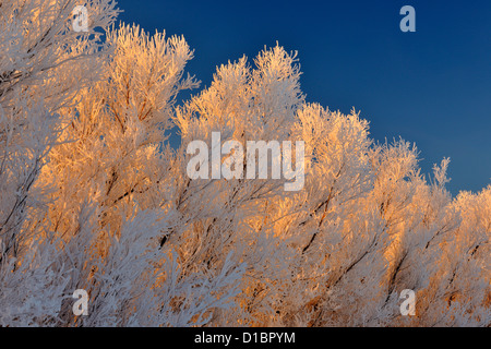 Raureif auf Pappeln, Bosque del Apache NWR, New Mexico, USA Stockfoto