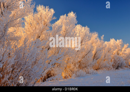 Raureif auf Pappeln, Bosque del Apache NWR, New Mexico, USA Stockfoto