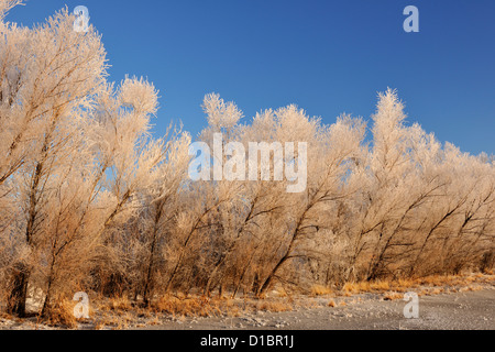 Raureif auf Pappeln, Bosque del Apache NWR, New Mexico, USA Stockfoto