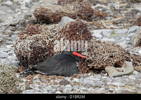 Magellanic Austernfischer auf ein Nest auf einem Kiesstrand Stockfoto
