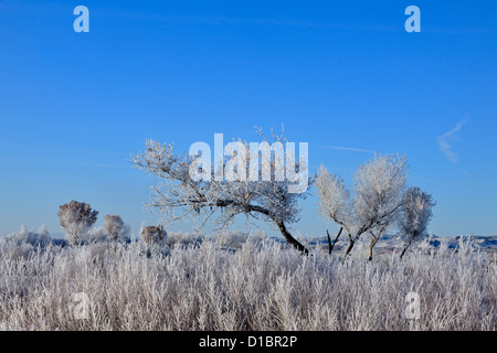 Raureif auf Pappeln, Bosque del Apache NWR, New Mexico, USA Stockfoto