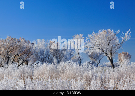 Raureif auf Pappeln, Bosque del Apache NWR, New Mexico, USA Stockfoto