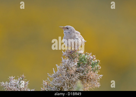 Cobb Wren singen am Anfang ein Ginster Strauch auf Kadaver Insel Stockfoto