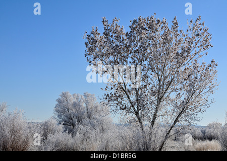 Raureif auf Pappeln, Bosque del Apache NWR, New Mexico, USA Stockfoto