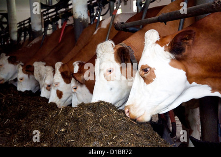Kühe füttern in einer Scheune Stockfoto