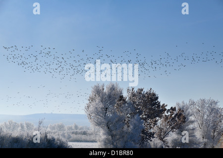 Raureif auf Pappeln mit einer Herde von Amseln, Bosque del Apache NWR, New Mexico, USA Stockfoto