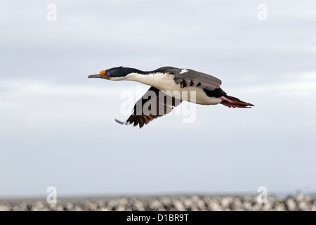 Eine kaiserliche Kormoran über seine Kolonie auf düsterer Insel fliegen Stockfoto