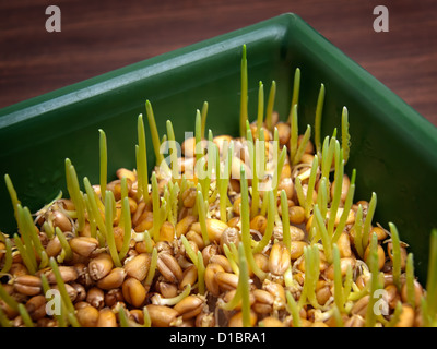 Jungen Weizen sprießt in der Vorweihnachtszeit. Stockfoto