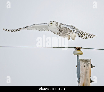 Schneeeule ausziehen Stockfoto