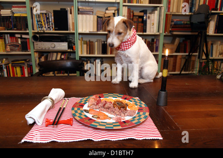 Berlin, Deutschland, Geburtstagsessen für einen Hund Stockfoto