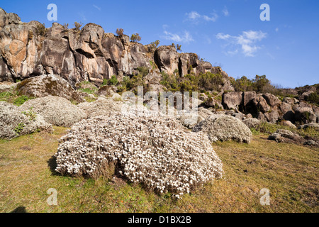 Everlasting Blumen, Helichrysum, am Denka Tal, Bale-Mountains-Nationalpark in Äthiopien, Afrika Stockfoto