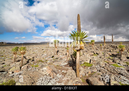 Riesen Loebelia (Lobelia Rhynchopetalum) in den Bale-Bergen von Äthiopien, Afrika Stockfoto