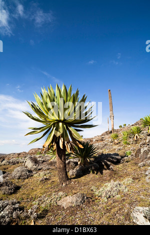 Riesen Loebelia (Lobelia Rhynchopetalum) in den Bale-Bergen von Äthiopien. Afrika, Äthiopien Stockfoto