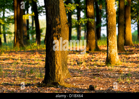 Grünen Wald mit Eichen in das Abendlicht Stockfoto