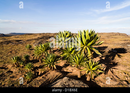 Riesen Loebelia (Lobelia Rhynchopetalum) in den Bale-Bergen von Äthiopien. Afrika, Äthiopien Stockfoto