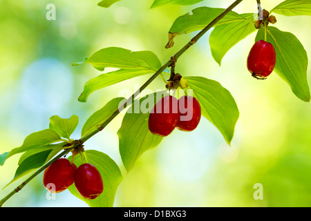 Feine Dogberry Früchte am Ast Stockfoto