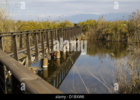 Vögel beobachten Brücke in Hula Naturschutzgebiet im Norden Israels. Stockfoto