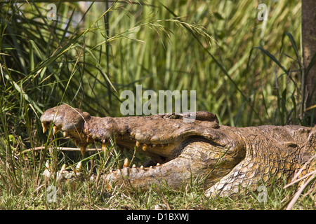 Nil-Krokodil (Crocodylus Niloticus) am Ufer des Flusses Victoria-Nil im Murchison Falls National Park, Uganda Stockfoto