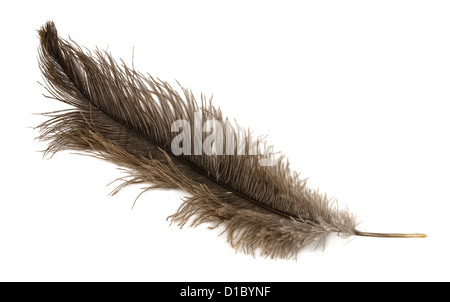 Große braune Straußenfeder isoliert auf weiss Stockfoto