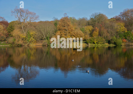 Bäume spiegeln sich in einem See, Hampstead Heath, London Stockfoto