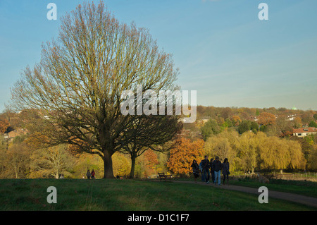 Majestätische Eiche auf Hampstead Heath, London Stockfoto