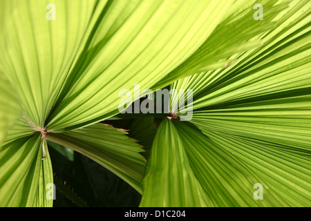 Ventilator-Palmenwedel Stockfoto