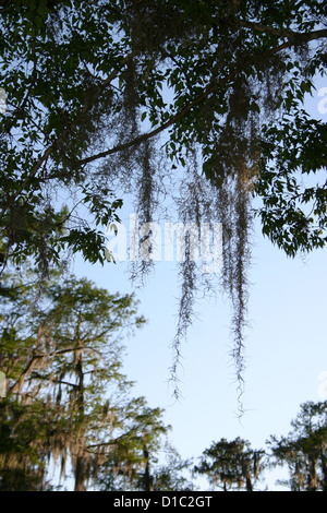 Spanish Moss hängen von Cypress Baum am See Martin Sumpf, Louisiana, USA Stockfoto