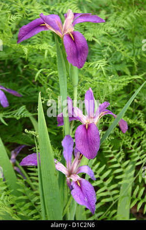 Lila Spuria Iris Blumen Stockfoto