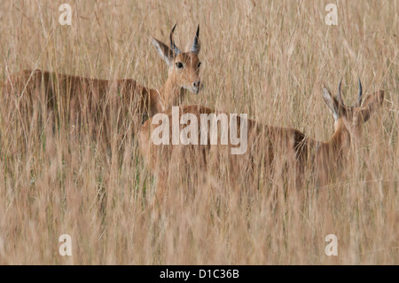 Bohor Riedböcken in hohen Gräsern Stockfoto