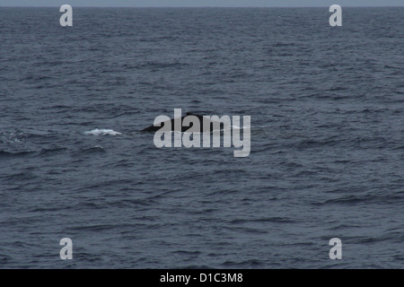 Buckelwal auftauchen im Pazifischen Ozean in der Nähe von Oahu, Hawaii, USA Stockfoto