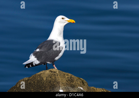 Western-Möwe thront auf einem Felsen, Oregon, USA Stockfoto
