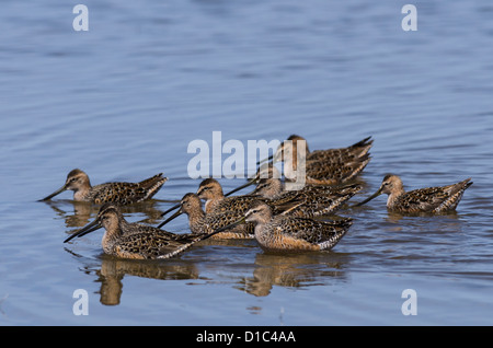 Kurz-billed Dowitcher am Malhuer National Wildlife Refuge, Oregon, USA Stockfoto