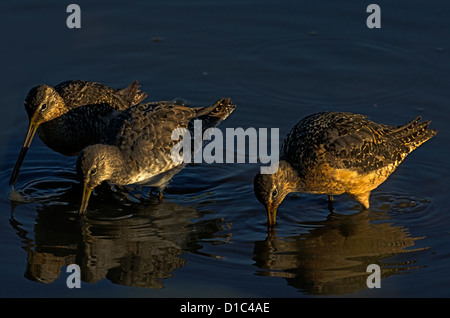 Kurz-billed Dowitcher im Baskett Slough National Wildlife Refuge, Oregon bei Sonnenuntergang Stockfoto