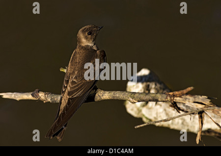 Nördlichen rau – Winged Schwalbe, Oregon, USA Stockfoto