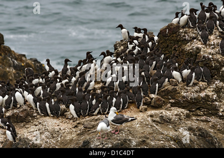 Common Murre bei Yaquina Head herausragenden natürlichen Bereich, Oregon, USA, Nordamerika Stockfoto