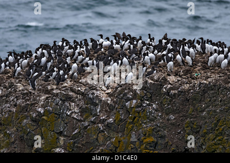 Common Murre bei Yaquina Head herausragenden natürlichen Bereich, Oregon, USA, Nordamerika Stockfoto