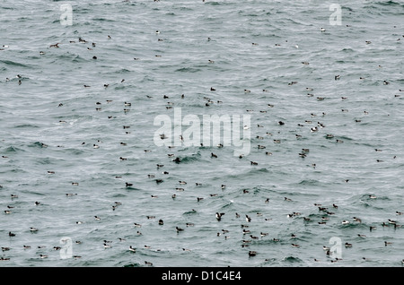 Common Murre am Pazifischen Ozean bei Yaquina Head hervorragende natürliche Umgebung, Oregon Stockfoto